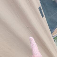 snow peak エントリー2ルームエルフィールド