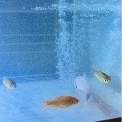 水槽3段、リオポンプ、ろ材