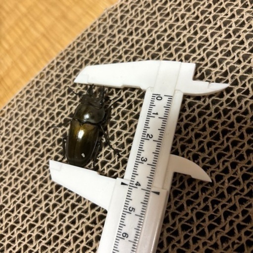 オウゴンオニクワガタ 3点セット