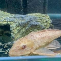 受け付け終了／最終値下げ！90cm水槽セット 生体➆他おまけ