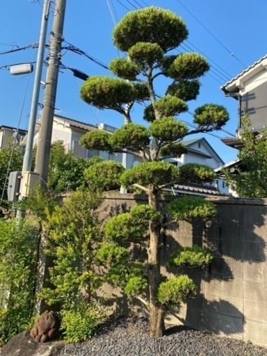 立派なまきの木