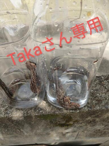 マムシ　天然　生きています