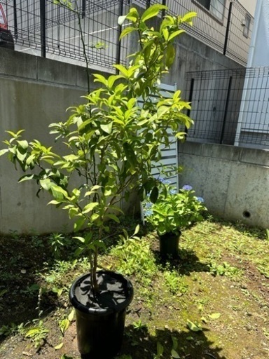 レモンの木 大苗 5年生