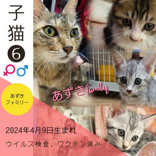 大人の兵児帯よさこい妖猫柄、ねこのお母さん様専用です （明日