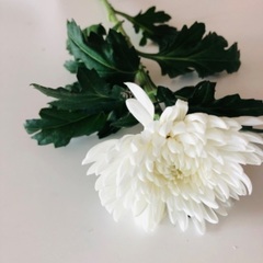 白い菊　5本