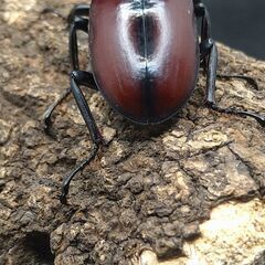 ドンキエル・ドンキエル 赤ドン 赤ドンキ ♂♀ペア 6-1