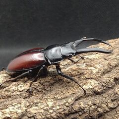 ドンキエル・ドンキエル　赤ドン　赤ドンキ　♂♀ペア　6-1 ドンキエル・ドンキエル 赤ドン 赤ドンキ ♂♀ペア 6-1