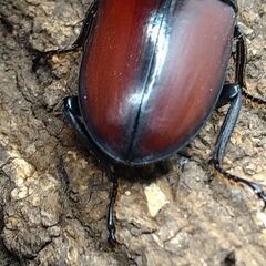 ドンキエル・ドンキエル　赤ドン　赤ドンキ　♂♀ペア　6-1 ドンキエル・ドンキエル 赤ドン 赤ドンキ ♂♀ペア 6-1