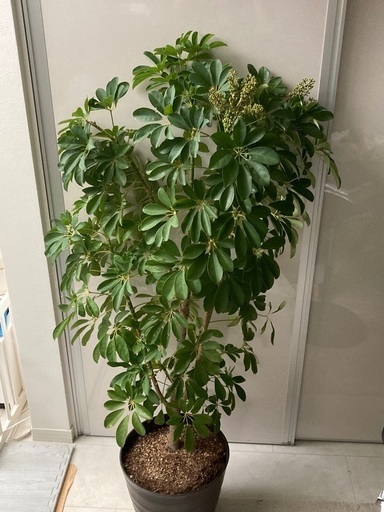 大型シェフレラ・カポック 約1. 1メートル 観葉植物 ホンコンカポック（シェフレラ）高さ約165cm 観葉植物
