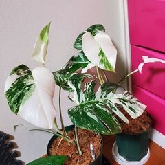 ボルジギアナホワイトタイガー