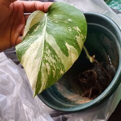 ボルジギアナホワイトタイガー