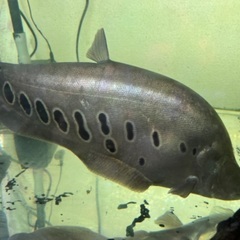 ｽﾎﾟﾃｯﾄナイフ