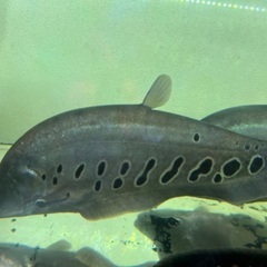 ｽﾎﾟﾃｯﾄナイフ