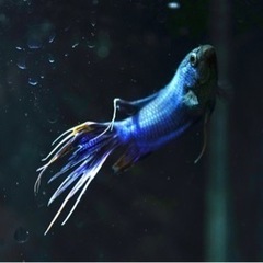 ロイヤルブルークラウンテール ペア パラダイスフィッシュ 闘魚 熱帯魚