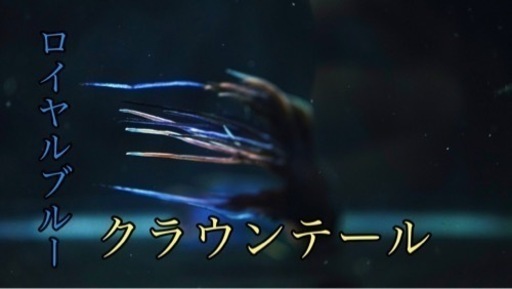 ロイヤルブルークラウンテール　ペア　パラダイスフィッシュ　闘魚　熱帯魚