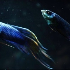 ロイヤルブルークラウンテール ペア パラダイスフィッシュ 闘魚 熱帯魚