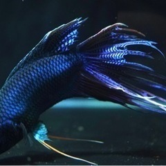 ロイヤルブルークラウンテール ペア パラダイスフィッシュ 闘魚 熱帯魚