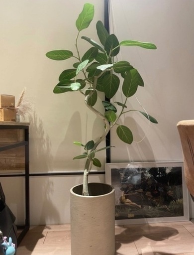 観葉植物　フィカスベンガレンシス　床から130センチ