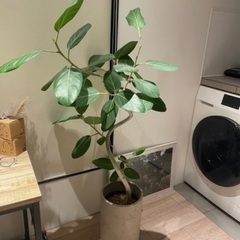 観葉植物 フィカスベンガレンシス 床から130センチ