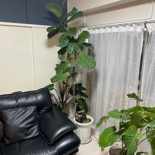 植物
