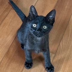 生後約2ヶ月 尻尾が真っ直長くて美しい ジジみたいな 黒猫  女...