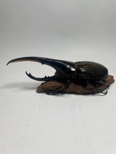 ③ヘラクレスオオカブト新成虫♂オス単品 遠方取引可能