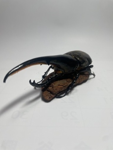 【ラスト1匹となりました】　②ヘラクレスオオカブト新成虫♂オス単品　遠方取引可能