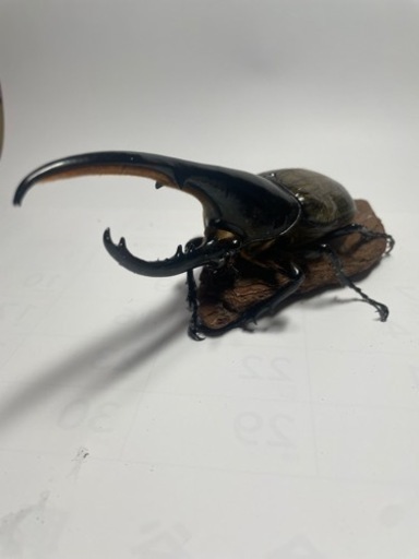 ③ヘラクレスオオカブト新成虫♂オス単品　遠方取引可能