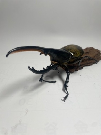 [取引中] ⑤ヘラクレスオオカブト新成虫♂オス単品　遠方取引可能