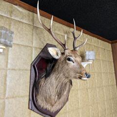鹿剥製 壁掛け ハンティングトロフィー オブジェ
