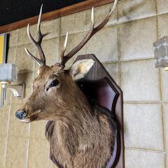 鹿剥製 壁掛け ハンティングトロフィー オブジェ