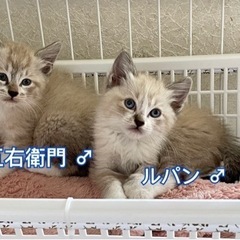 シャム系子猫　５匹