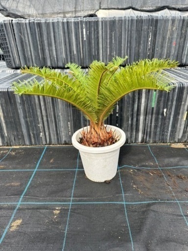 蘇轍　ソテツ　植木　近場配達可能　引き取り　ガーデニング　No.1