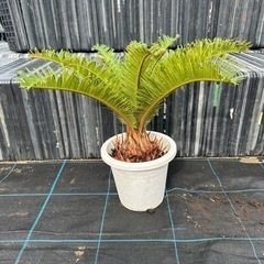 蘇轍　【引き取り】 蘇轍 ソテツ 植木 近場配達可能 引き取り ガーデニング No.1