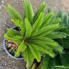 ソテツ そてつ 最終価格　蘇鉄 庭木　植木　引き取り限定