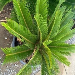 ソテツ そてつ 最終価格　蘇鉄 庭木　植木　引き取り限定