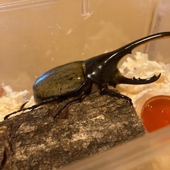 カブトムシ　ヘラクレスオオカブト　♂♀ペア　2024年6月生まれ