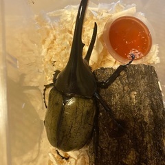 カブトムシ　ヘラクレスオオカブト　♂♀ペア　2024年6月生まれ