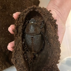 カブトムシ　ヘラクレスオオカブト　♂♀ペア　2024年6月生まれ