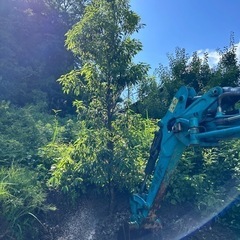 シラカシ 約3.2m