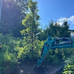 シラカシ 約3.2m