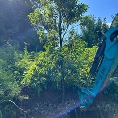 シラカシ 約3.2m