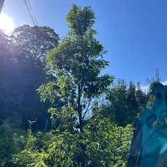 シラカシ 約3.2m