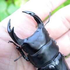 希少熊本産オオクワガタ生体★天然WILD雌持腹出しWILD直仔 累代WF1個体 雄67mm 雌42mmペア（国産オオクワガタ　熊本県産オオクワガタ)