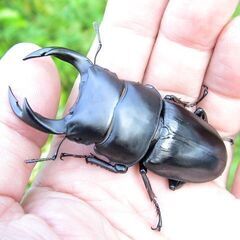 希少熊本産オオクワガタ生体★天然WILD雌持腹出しWILD直仔 累代WF1個体 雄67mm 雌42mmペア（国産オオクワガタ　熊本県産オオクワガタ)