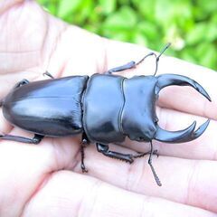 希少熊本産オオクワガタ生体★天然WILD雌持腹出しWILD直仔 累代WF1個体 雄67mm 雌42mmペア（国産オオクワガタ　熊本県産オオクワガタ)