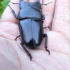 希少熊本産オオクワガタ生体★天然WILD雌持腹出しWILD直仔 累代WF1個体 雄67mm 雌42mmペア（国産オオクワガタ　熊本県産オオクワガタ)