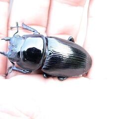 希少熊本産オオクワガタ生体★天然WILD雌持腹出しWILD直仔 累代WF1個体 雄67mm 雌42mmペア（国産オオクワガタ　熊本県産オオクワガタ)