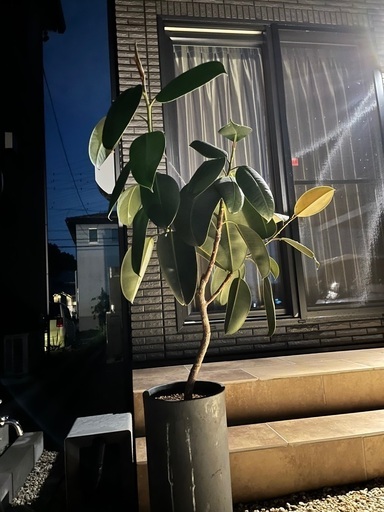 育てやすくてかっこいい観葉植物