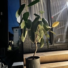 育てやすくてかっこいい観葉植物